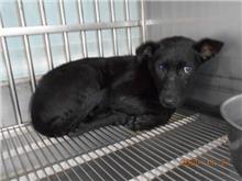 ミックス犬（メス・成犬・黒）、中型, 施設番号 …7001