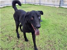 Perro mestizo macho adulto (negro), Pequeño, refugio n.º …9001