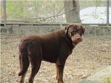 Brown adult male St. Bernard, Large, shelter no. …0202