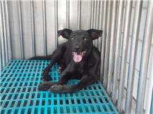 Black male mixed-breed dog, Medium, shelter no. …7274