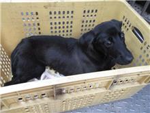 Perro mestizo macho adulto (negro), Mediano, refugio n.º …9170