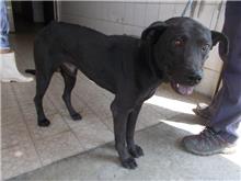 Perro mestizo macho adulto (negro), Mediano, refugio n.º …2195