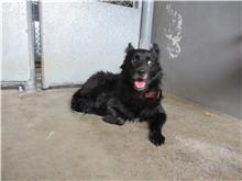 Perro mestizo macho adulto (negro), Mediano, refugio n.º …3002