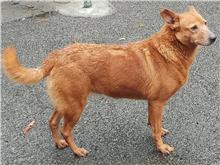 Chienne croisée femelle adulte (marron), Moyen, refuge n° …2803