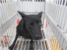 Black female mixed-breed dog, Medium, shelter no. …0015