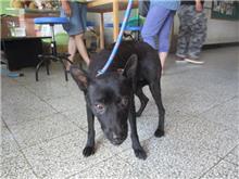Chienne croisée femelle adulte (noir), Moyen, refuge n° …6001
