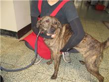 Chien croisé mâle adulte (tigré), Moyen, refuge n° …3008