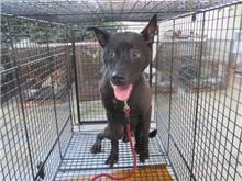 Perro mestizo macho adulto (negro), Mediano, refugio n.º …5009