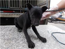 Black adult female mixed-breed dog, Medium, shelter no. …5653