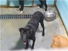 Black adult female mixed-breed dog, Medium, shelter no. …2912