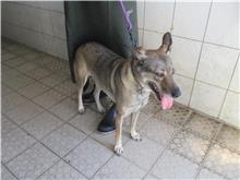 Perra mestiza hembra adulta (negro y gris), Mediano, refugio n.º …7540