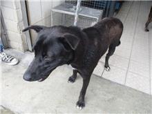 Black adult female mixed-breed dog, Medium, shelter no. …7259