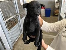 黑色青年母混種犬，小型, 收容編號 …0005