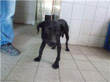 Black adult male mixed-breed dog, Medium, shelter no. …5027