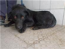 Black adult female mixed-breed dog, Medium, shelter no. …6059
