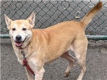 ミックス犬(メス・成犬・茶)、中型, 施設番号 …2103