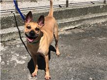 Tan adult male mixed-breed dog, Medium, shelter no. …1504