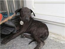 Black female mixed-breed dog, Medium, shelter no. …4545