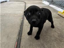 Perra mestiza hembra joven (negro), Pequeño, refugio n.º …0006