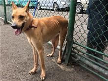 Tan adult male mixed-breed dog, Medium, shelter no. …0508