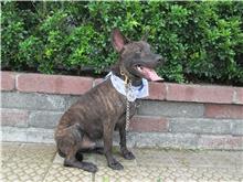 Perro mestizo macho adulto (atigrado), Mediano, refugio n.º …4054