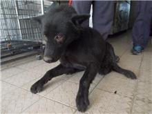 Black adult male mixed-breed dog, Medium, shelter no. …6182