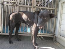 Black male mixed-breed dog, Medium, shelter no. …6239