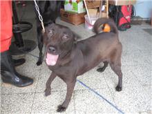 Chien croisé mâle adulte (noir), Moyen, refuge n° …3008