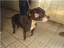 ミックス犬（メス・成犬・黒）、中型, 施設番号 …1390