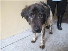 Perro mestizo macho adulto (negro y blanco), Mediano, refugio n.º …0001