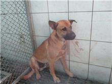 Black adult male mixed-breed dog, Medium, shelter no. …4280