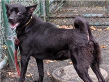 Black adult female mixed-breed dog, Medium, shelter no. …2802