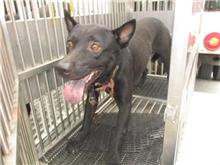 Black male mixed-breed dog, Medium, shelter no. …1005
