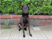 Black adult female mixed-breed dog, Medium, shelter no. …3273