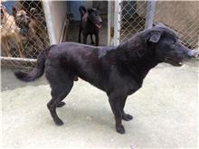 Black adult male mixed-breed dog, Medium, shelter no. …0101