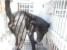 ミックス犬(オス・成犬・黒)、中型, 施設番号 …0003