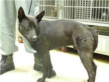 Chien croisé mâle adulte (noir), Moyen, refuge n° …2503