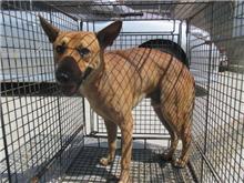 Tan male mixed-breed dog, Medium, shelter no. …0015