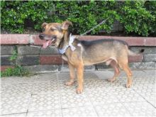 Perro mestizo macho adulto (negro y canela), Mediano, refugio n.º …7151