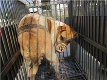 Tan-and-white adult female mixed-breed dog, Medium, shelter no. …4011
