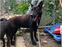 Black young male mixed-breed dog, Small, shelter no. …2710