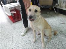 Tan female mixed-breed dog, Medium, shelter no. …1005