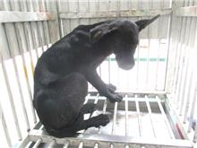 Chien croisé mâle adulte (noir), Petit, refuge n° …4004