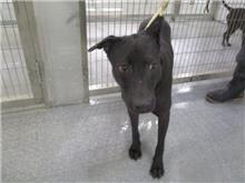Black adult female mixed-breed dog, Medium, shelter no. …0008