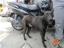 Black male mixed-breed dog, Medium, shelter no. …7181
