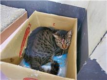 Pusang halo ang lahi (Lalaki, Matanda na, may guhit), Katamtaman, blg. ng shelter …1202