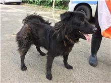 ミックス犬（オス・成犬・黒）、中型, 施設番号 …1806