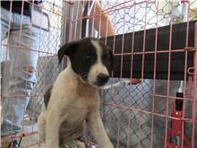 Chien croisé mâle adulte (noir et blanc), Petit, refuge n° …5008
