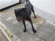 Black adult male mixed-breed dog, Medium, shelter no. …7001