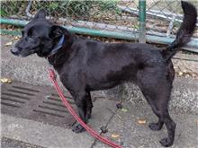 Black adult female mixed-breed dog, Medium, shelter no. …0410